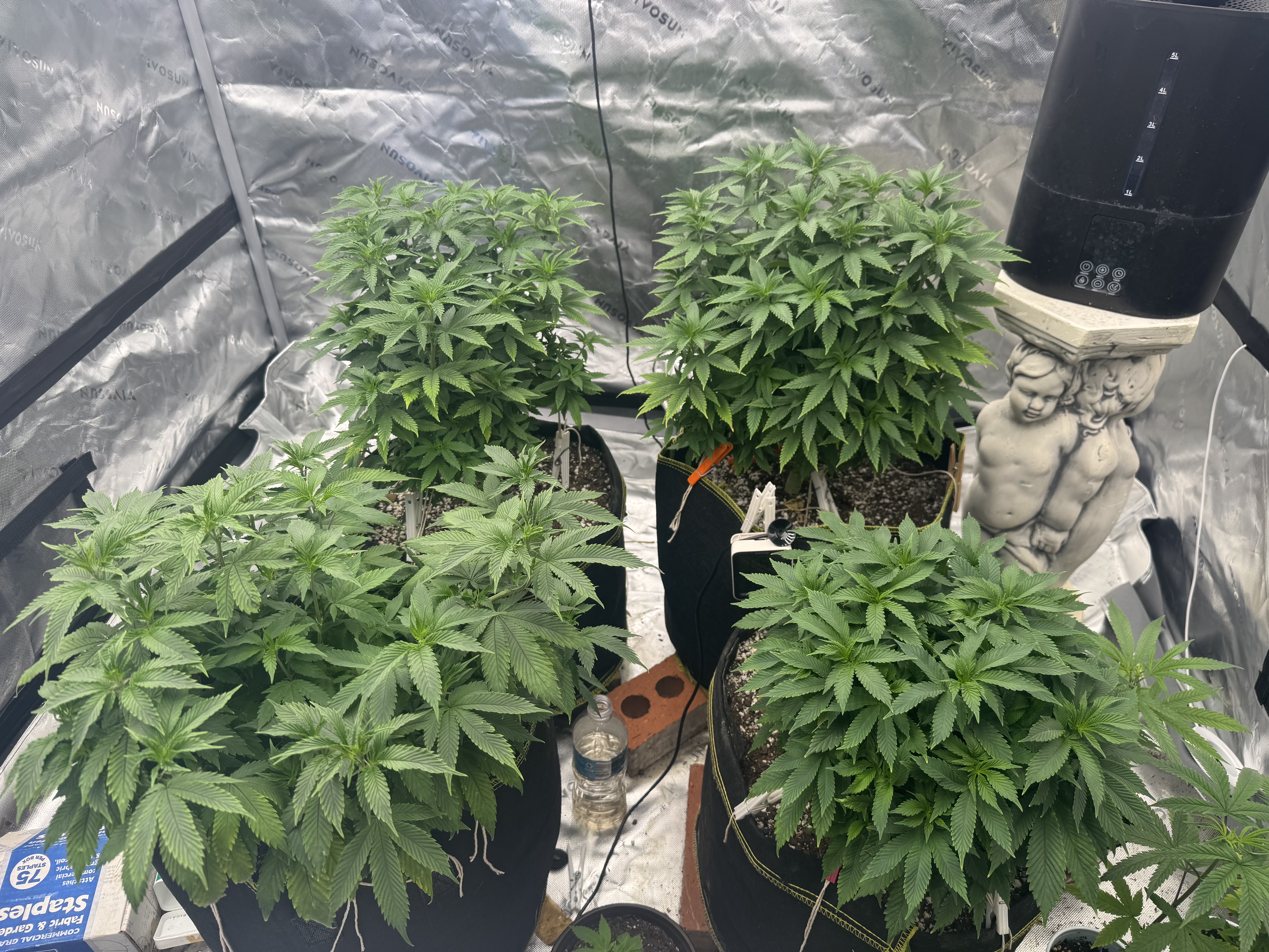 Master Kush RBX — vegetative, day 94