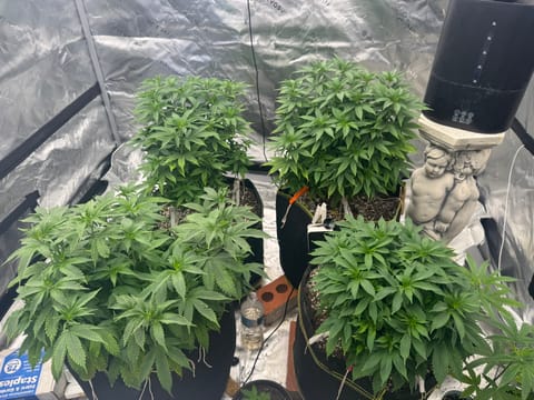 Master Kush RBX — vegetative, day 94