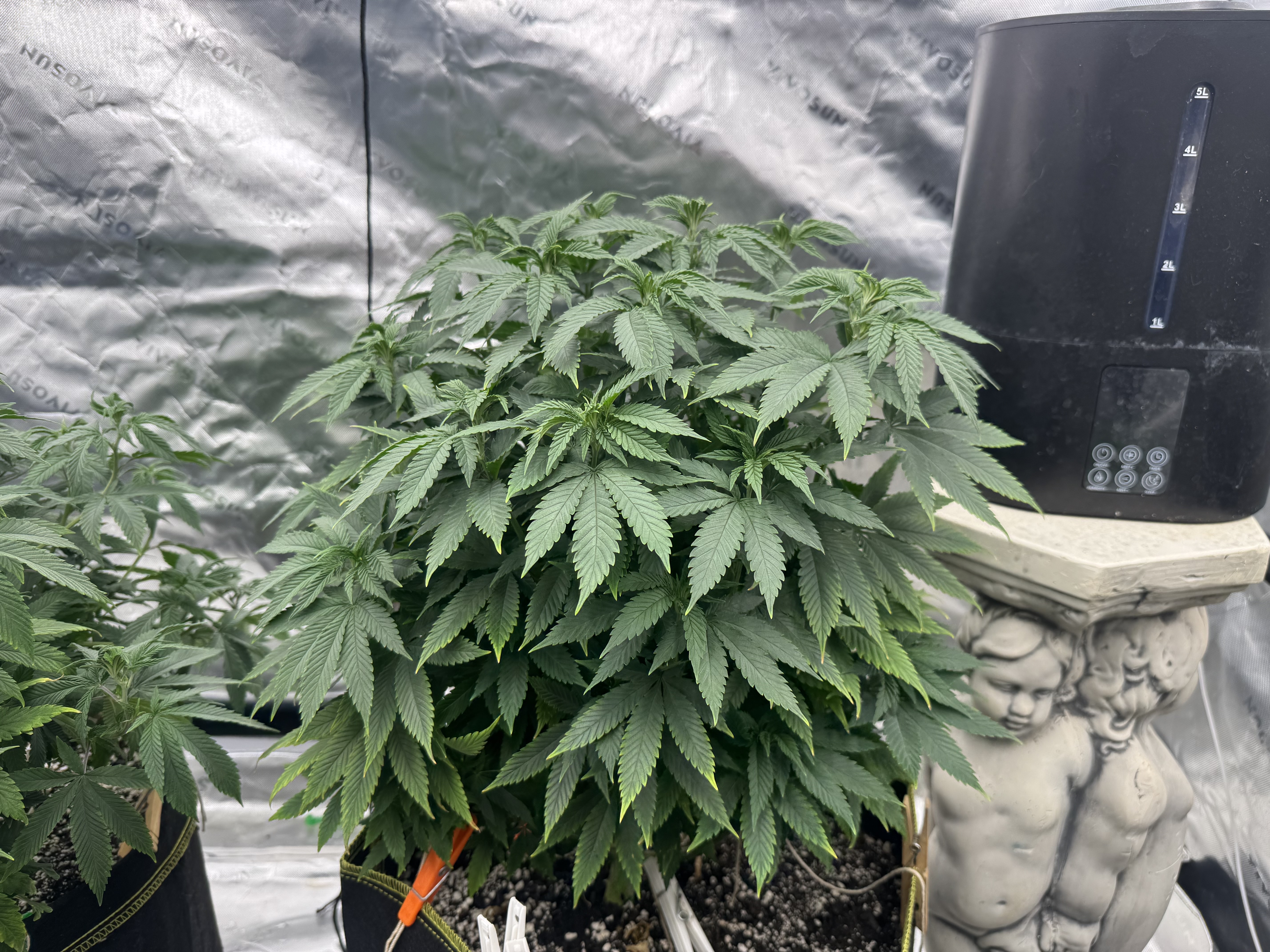 Master Kush RBX — vegetative, day 94