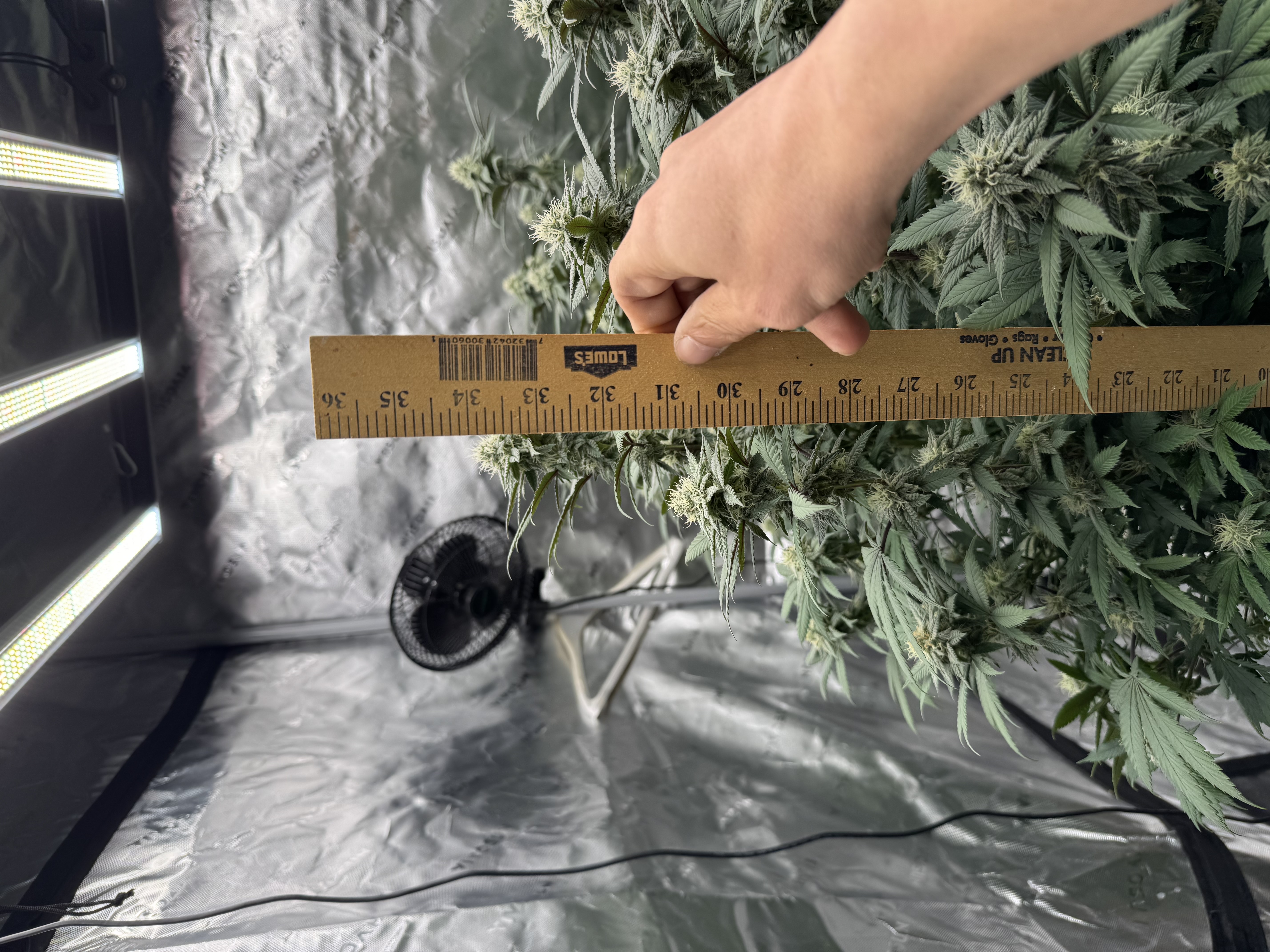 Master Kush RBX — flower, day 149