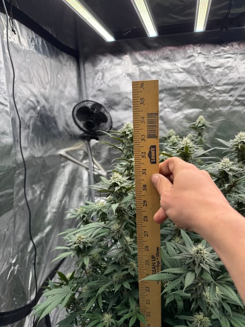 Master Kush RBX — flower, day 149