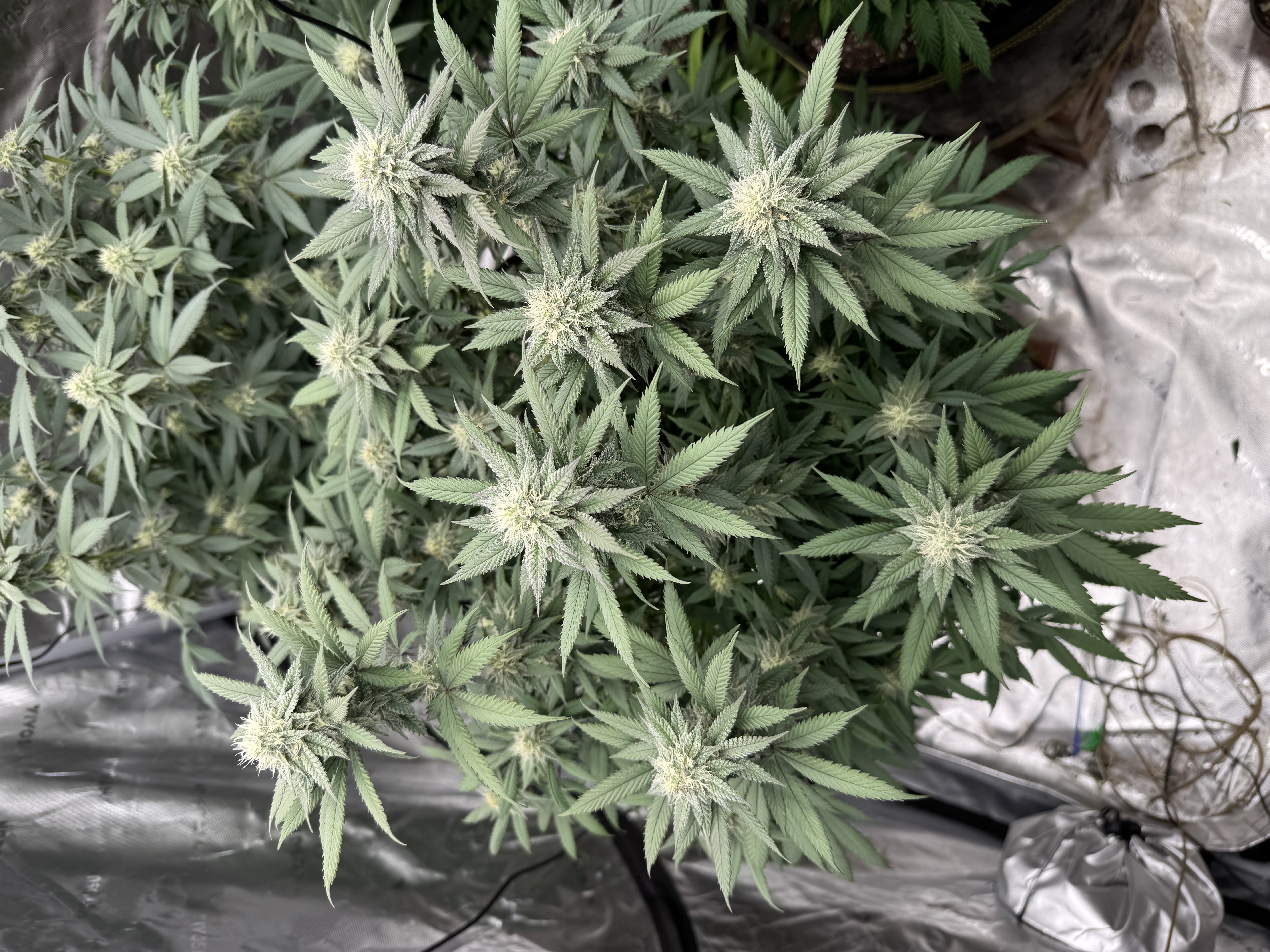 Master Kush RBX — flower, day 149