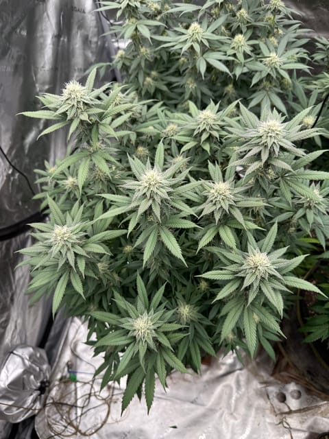 Master Kush RBX — flower, day 149