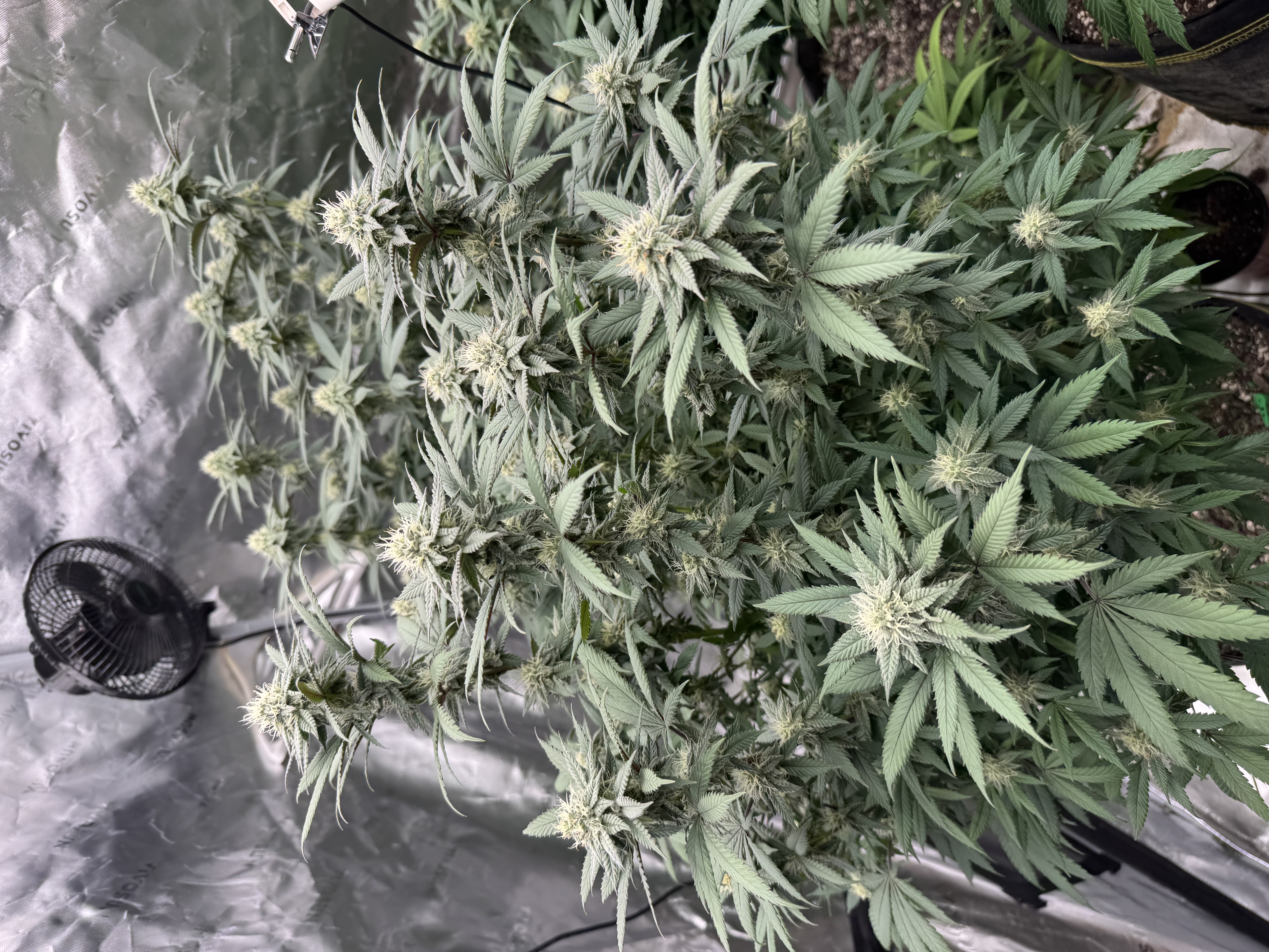Master Kush RBX — flower, day 149