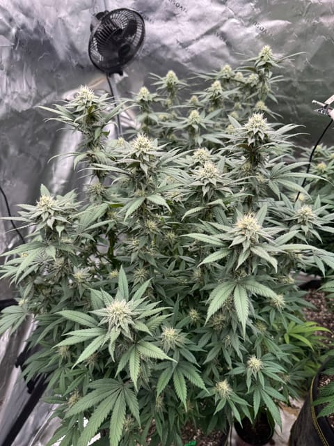 Master Kush RBX — flower, day 149