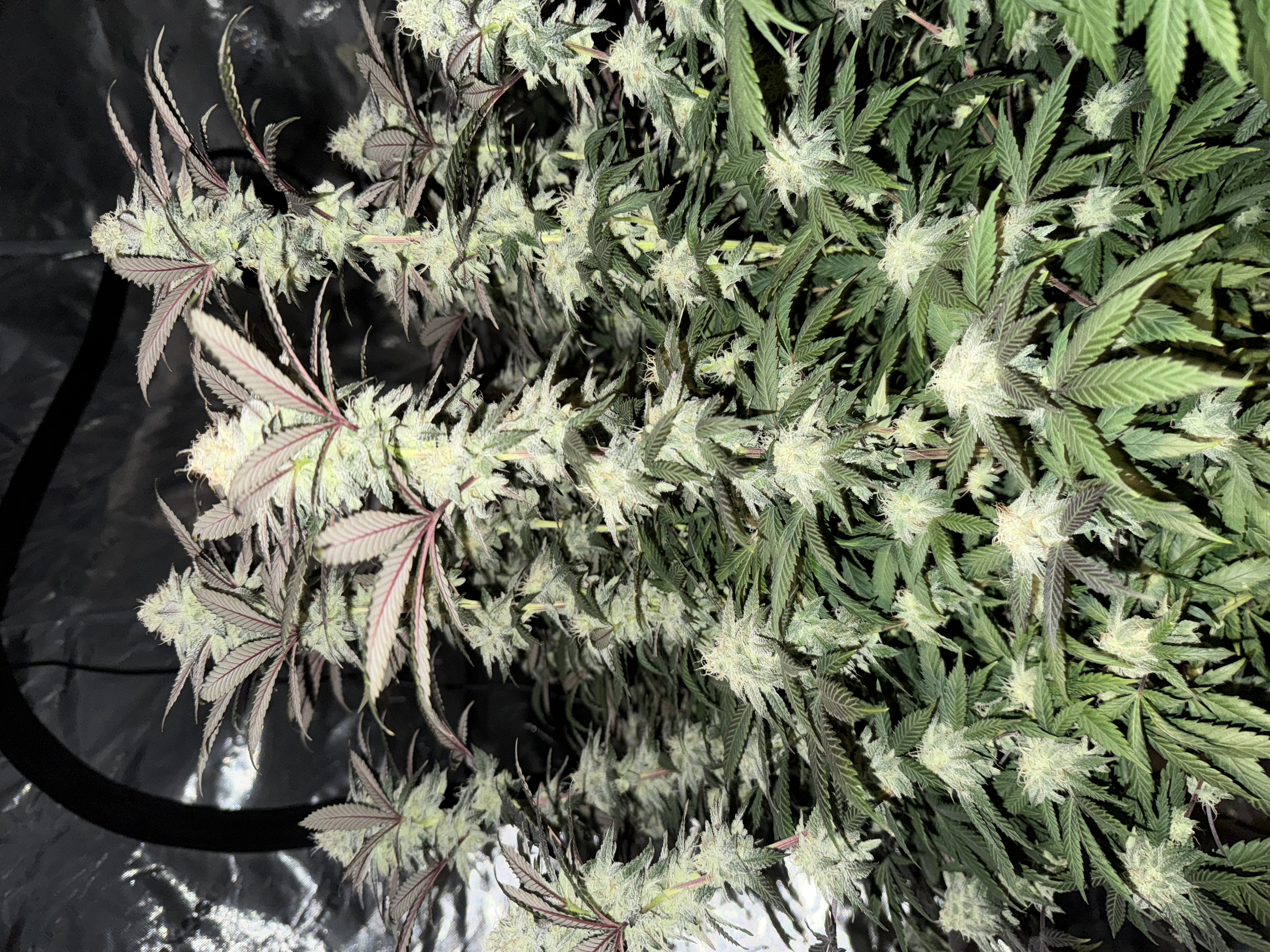 Master Kush RBX — flower, day 156