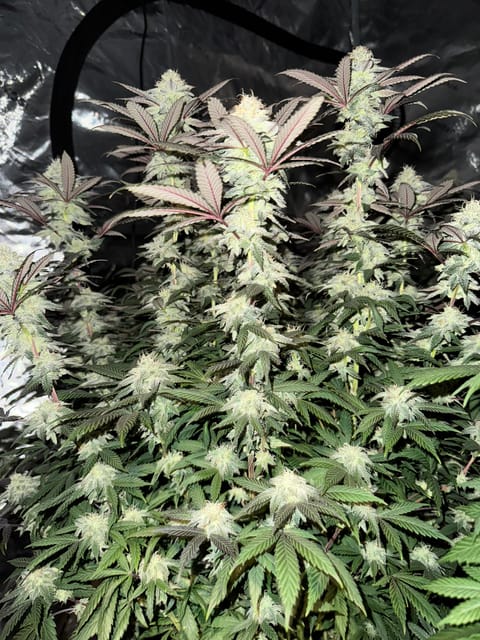 Master Kush RBX — flower, day 156