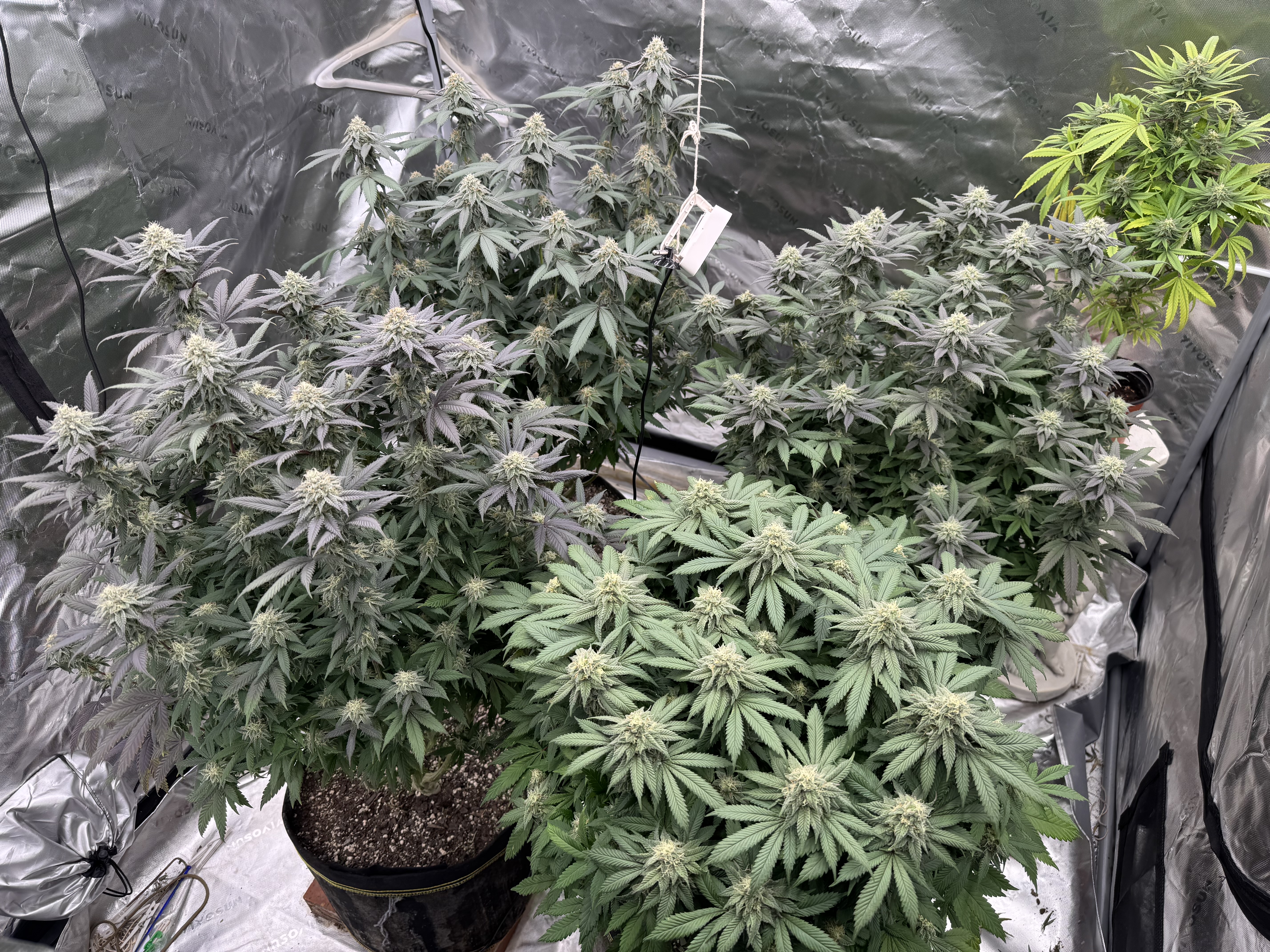 Master Kush RBX — flower, day 156
