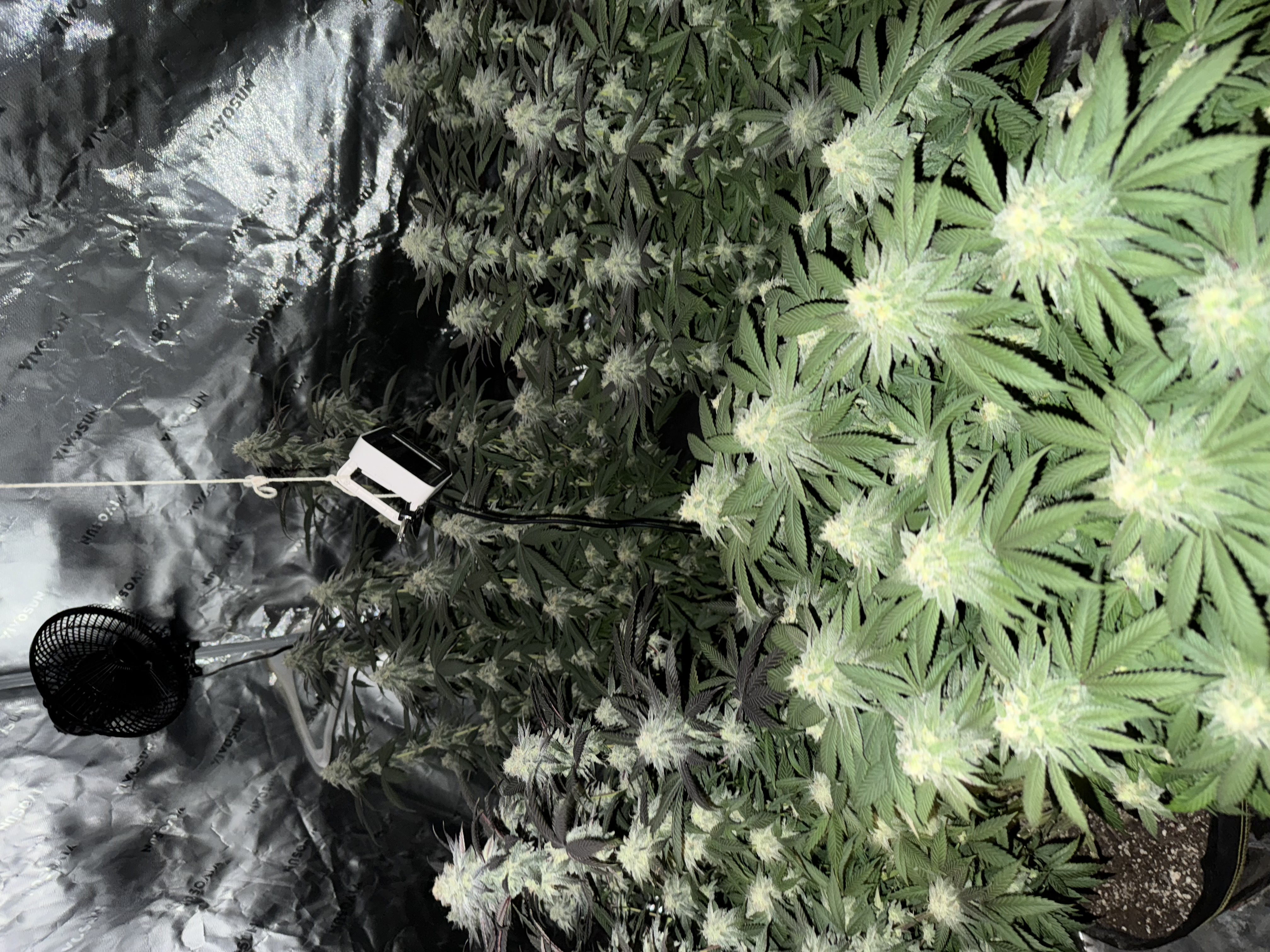 Master Kush RBX — flower, day 156