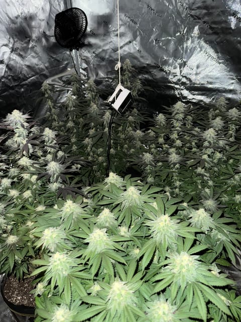 Master Kush RBX — flower, day 156