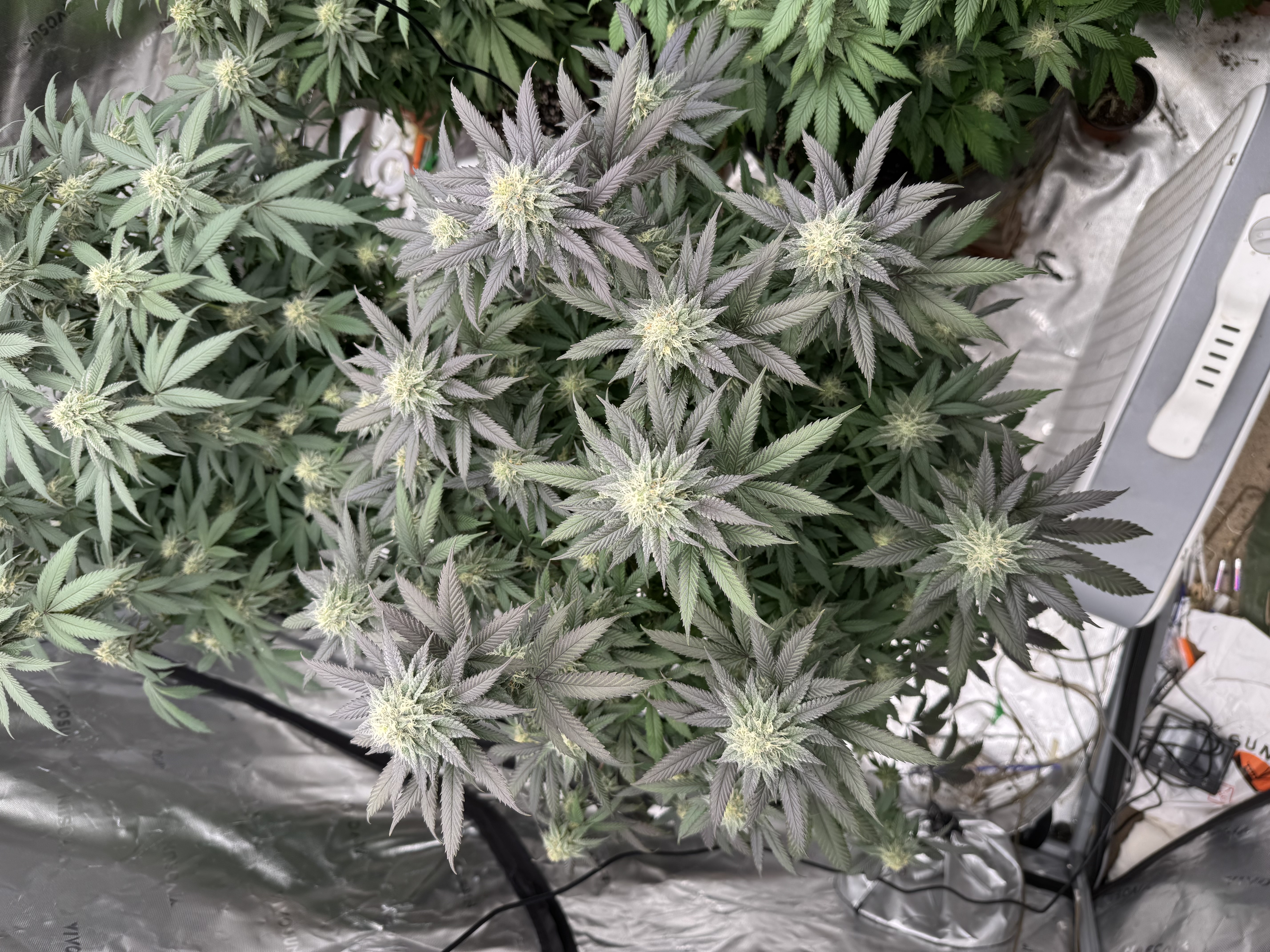 Master Kush RBX — flower, day 153
