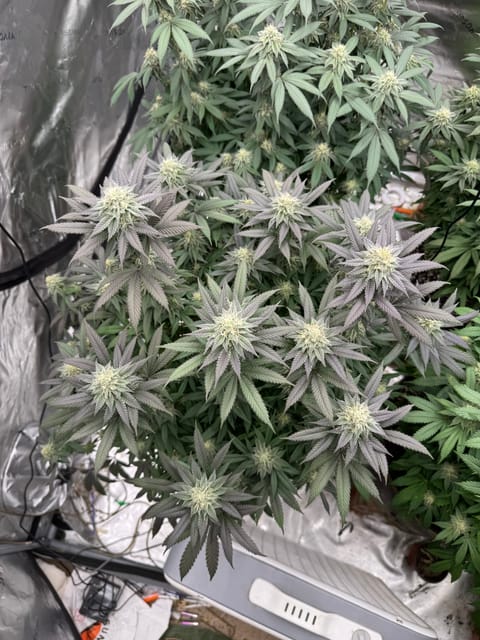 Master Kush RBX — flower, day 153