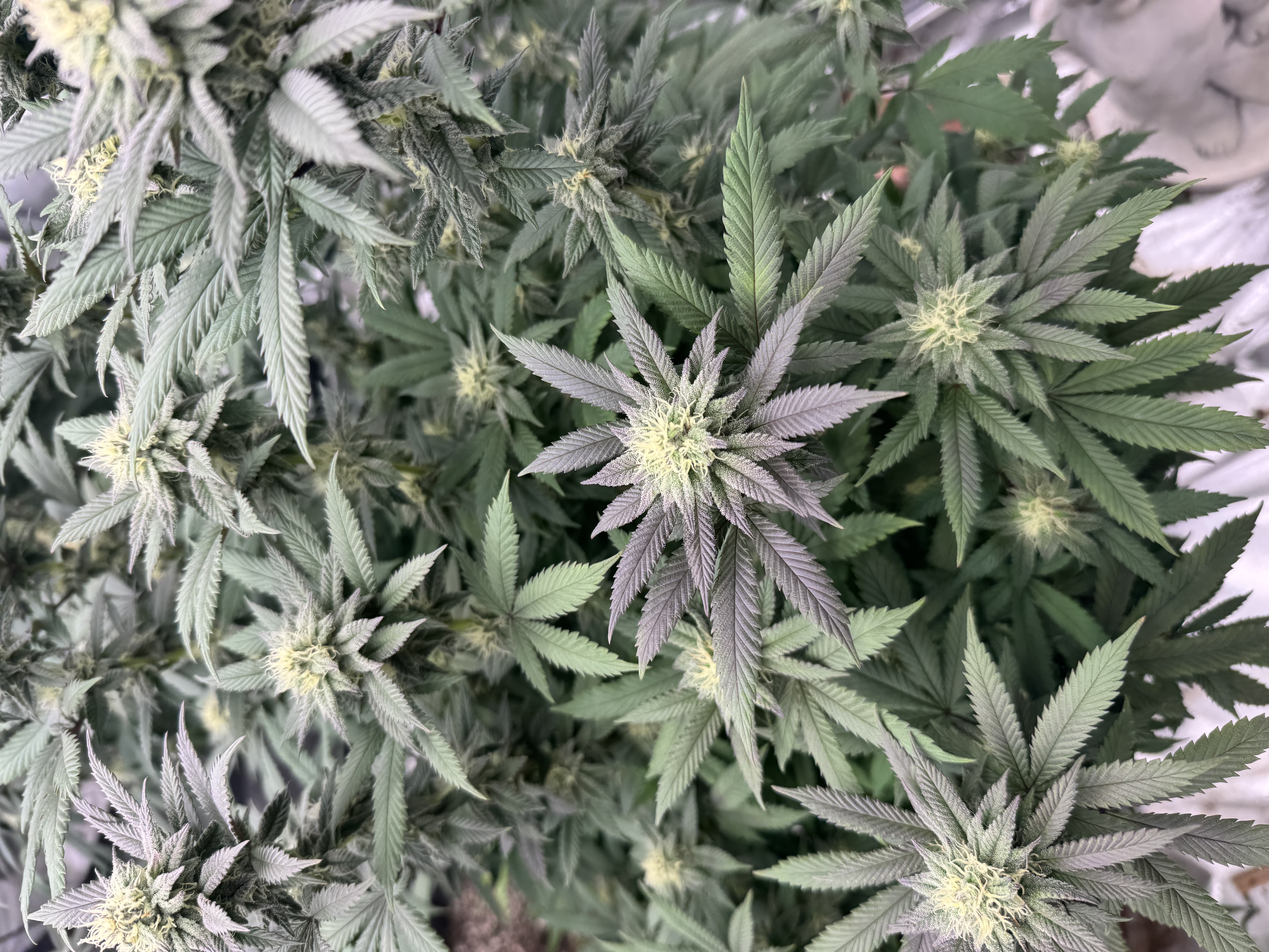 Master Kush RBX — flower, day 153