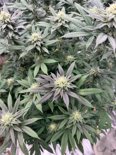 Master Kush RBX — flower, day 153