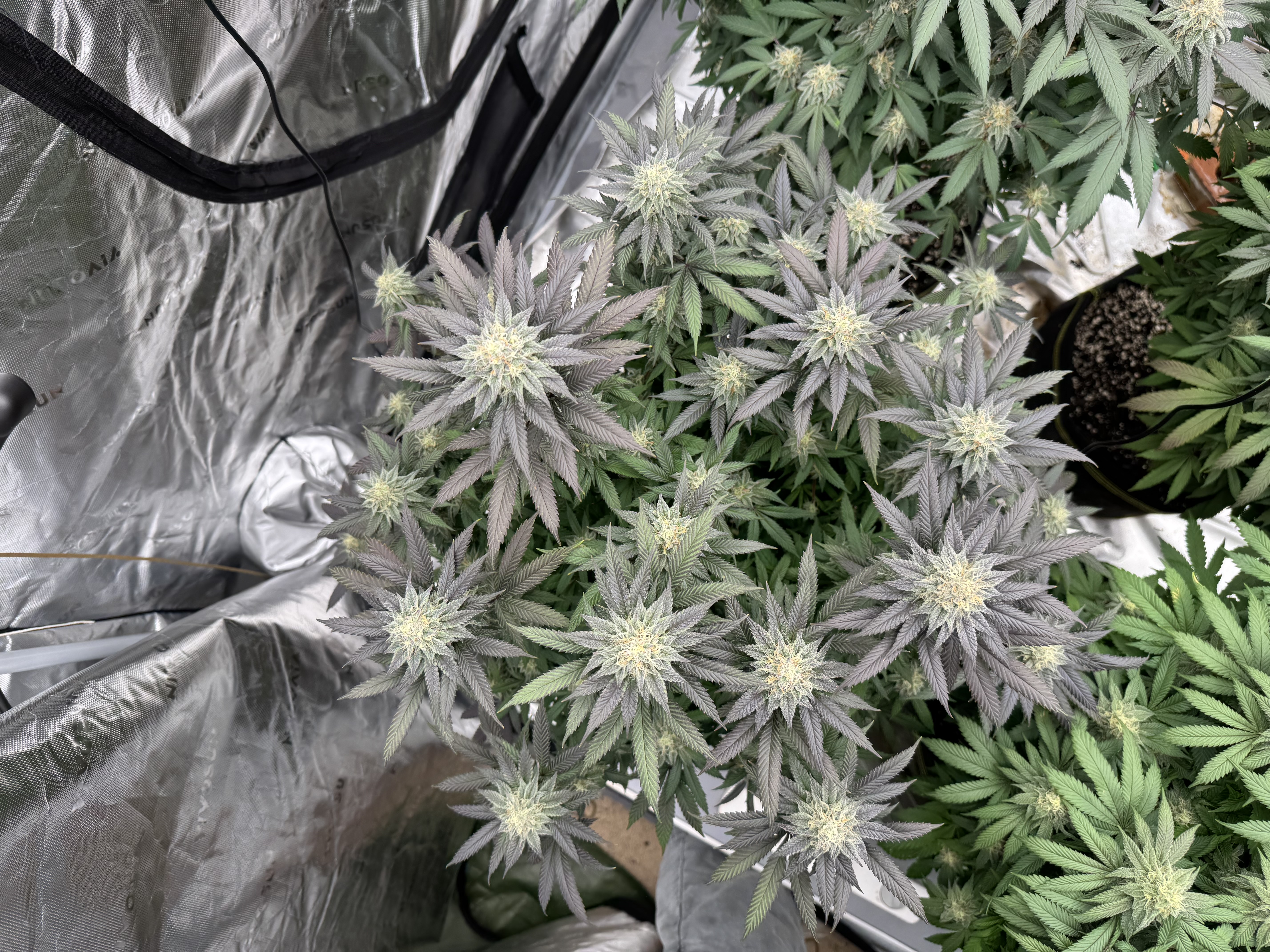 Master Kush RBX — flower, day 160