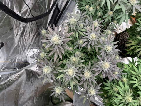 Master Kush RBX — flower, day 160
