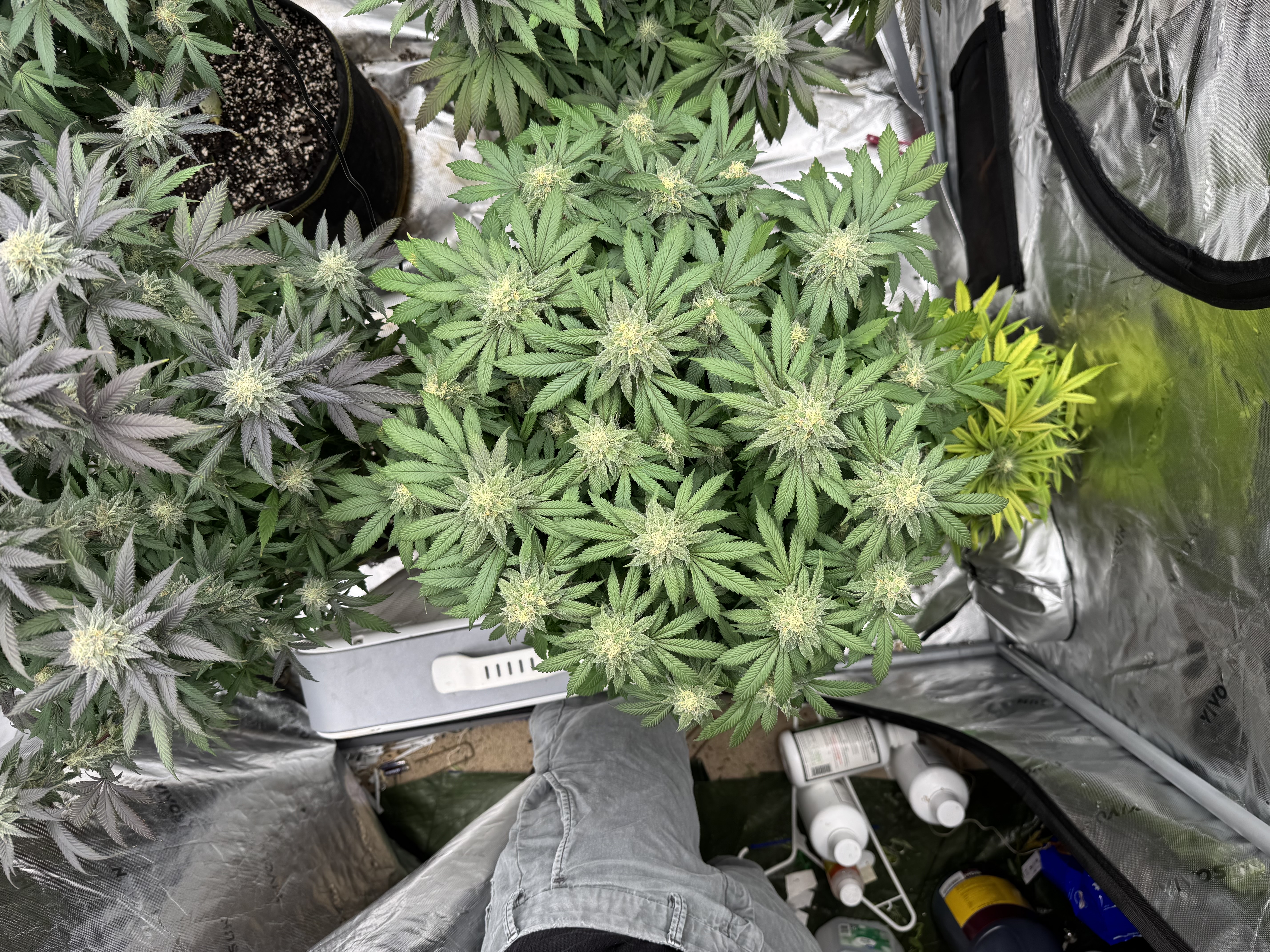 Master Kush RBX — flower, day 160