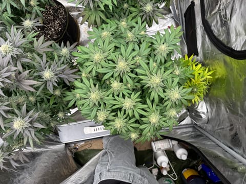 Master Kush RBX — flower, day 160
