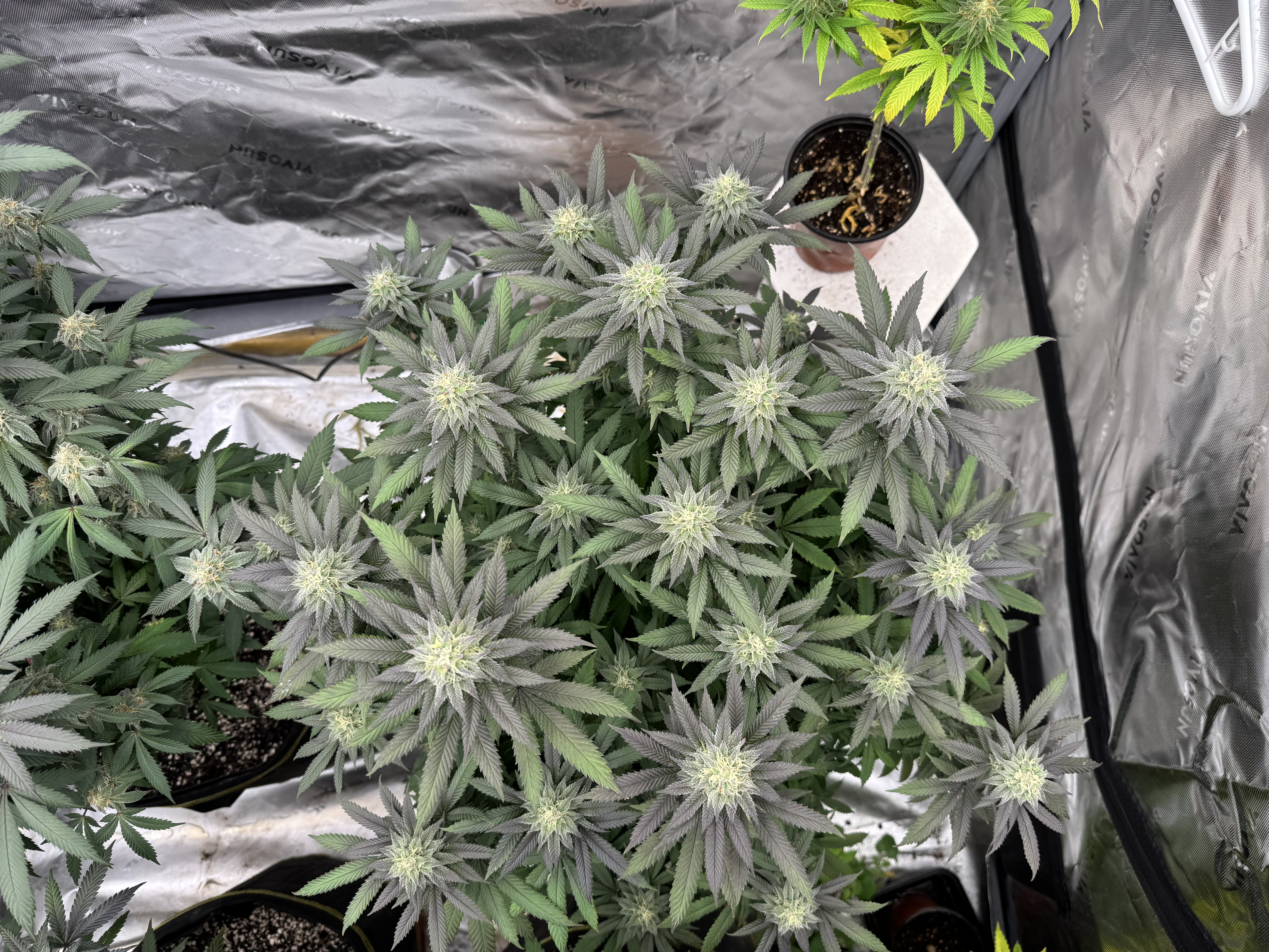 Master Kush RBX — flower, day 160