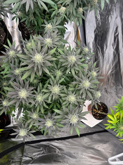 Master Kush RBX — flower, day 160