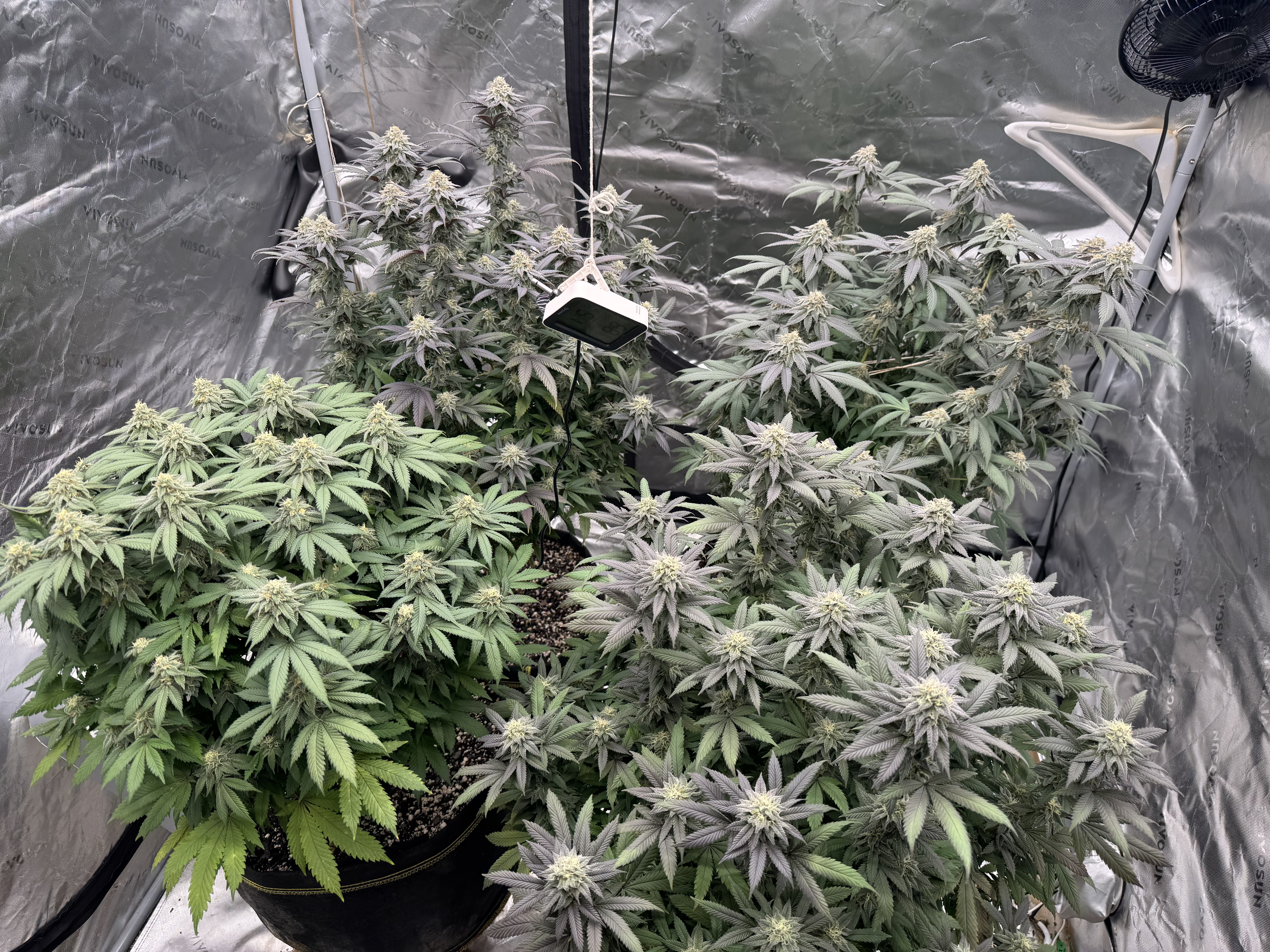 Master Kush RBX — flower, day 162