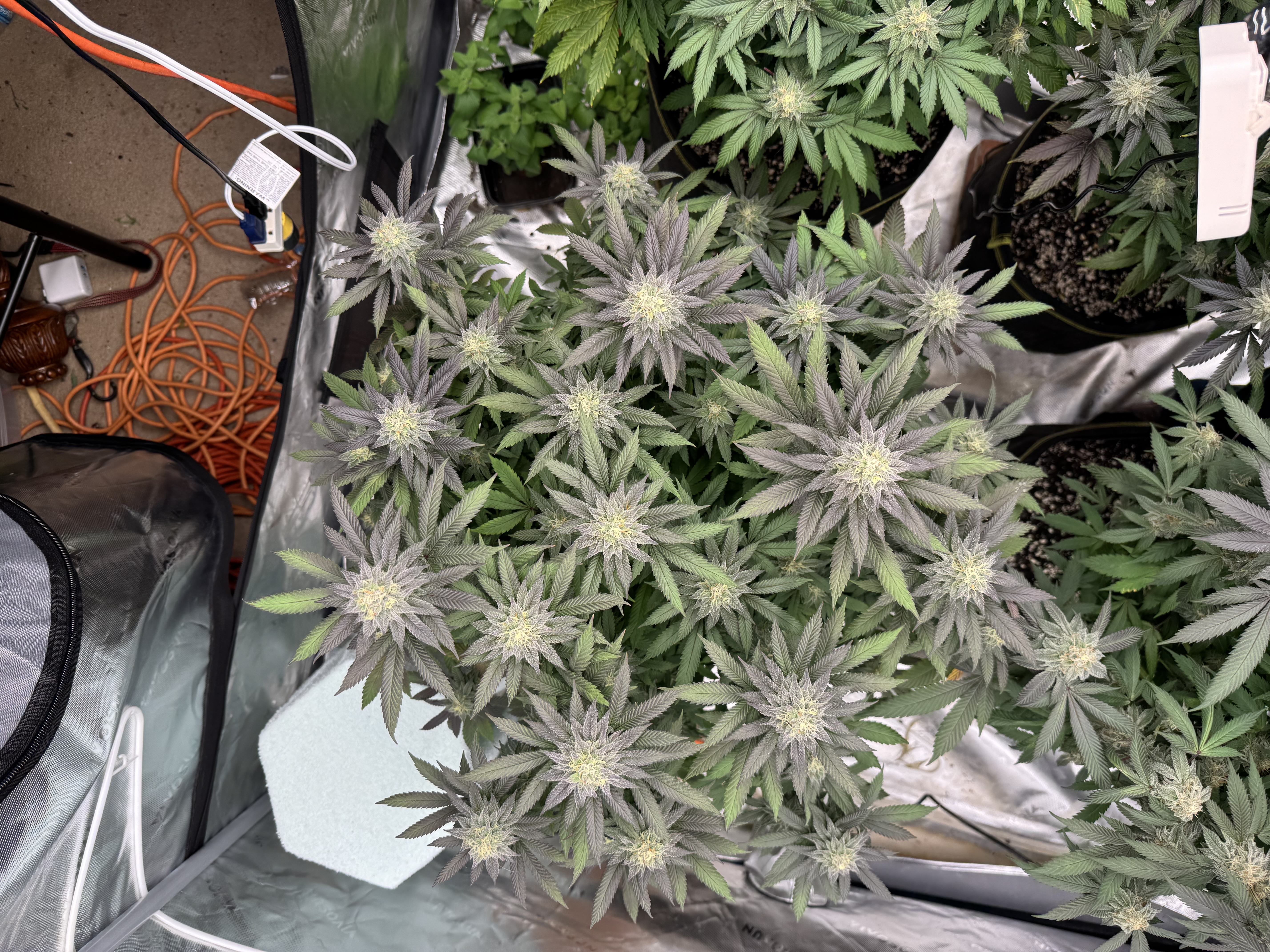 Master Kush RBX — flower, day 162