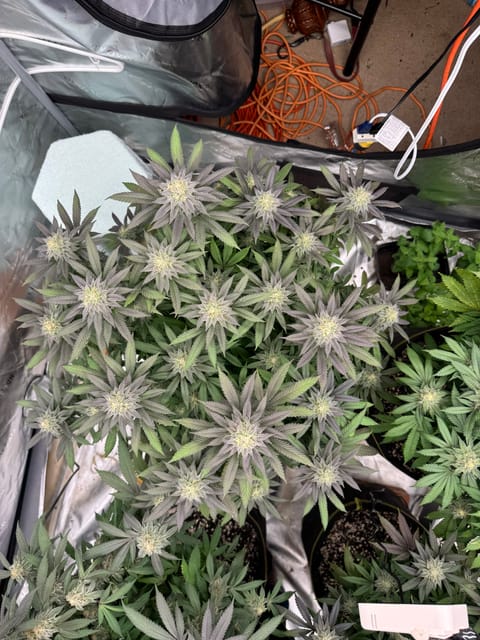 Master Kush RBX — flower, day 162