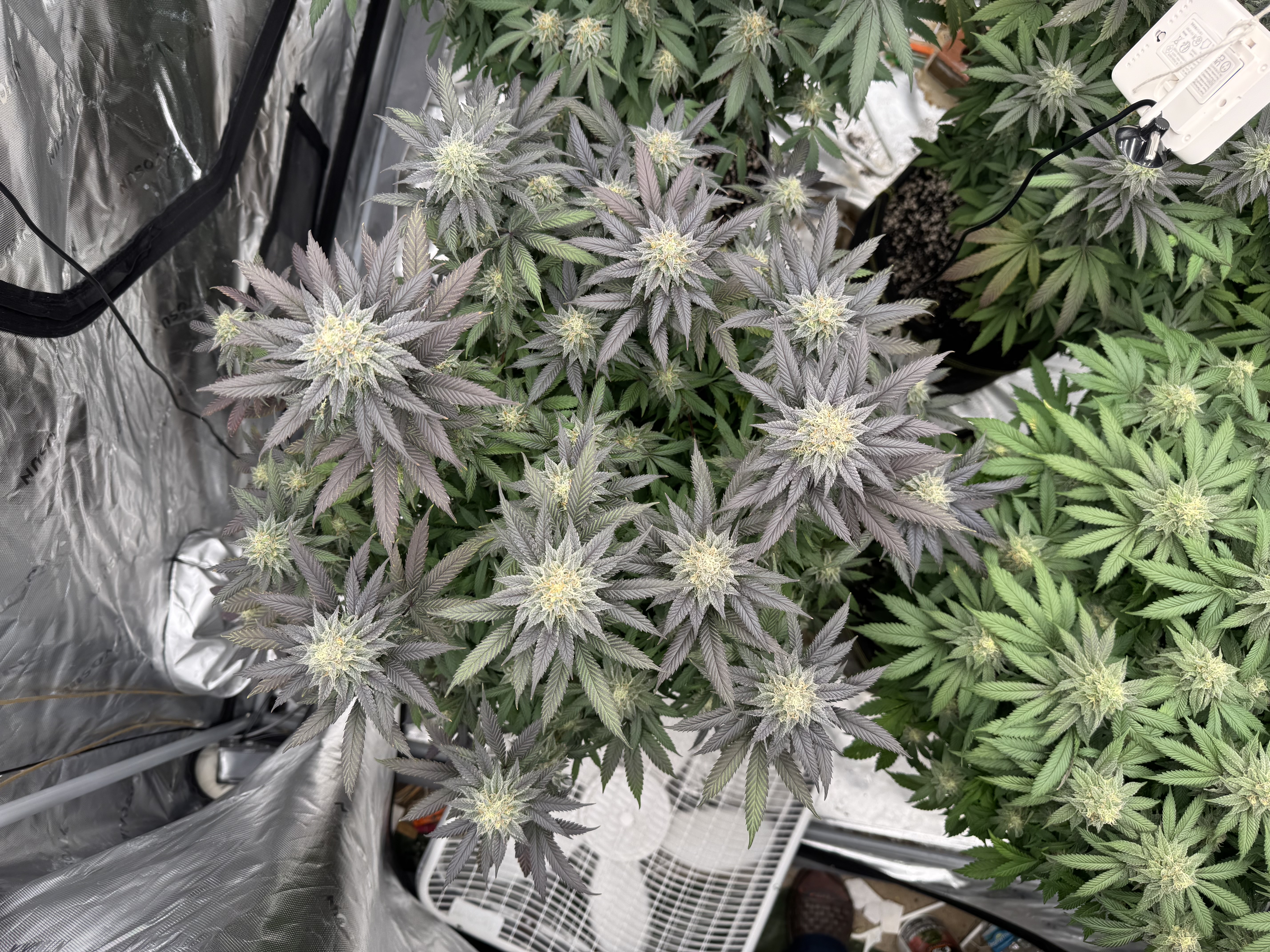 Master Kush RBX — flower, day 162