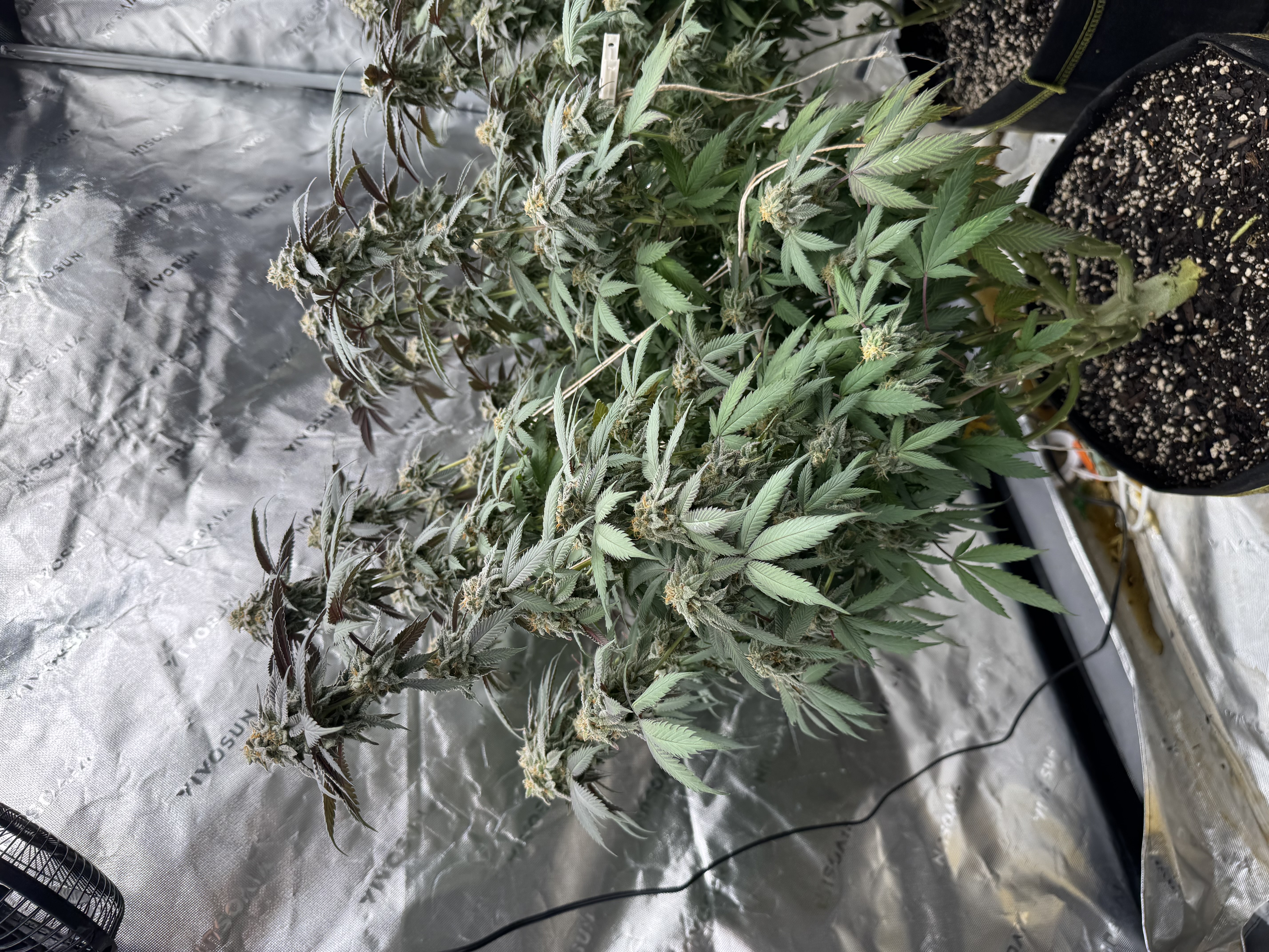 Master Kush RBX — flower, day 168