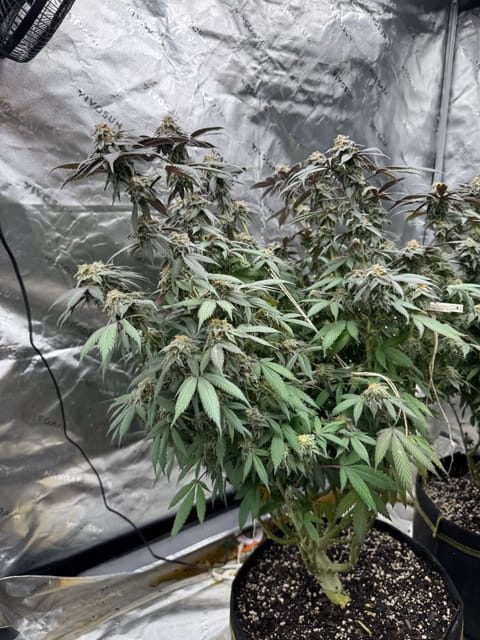 Master Kush RBX — flower, day 168