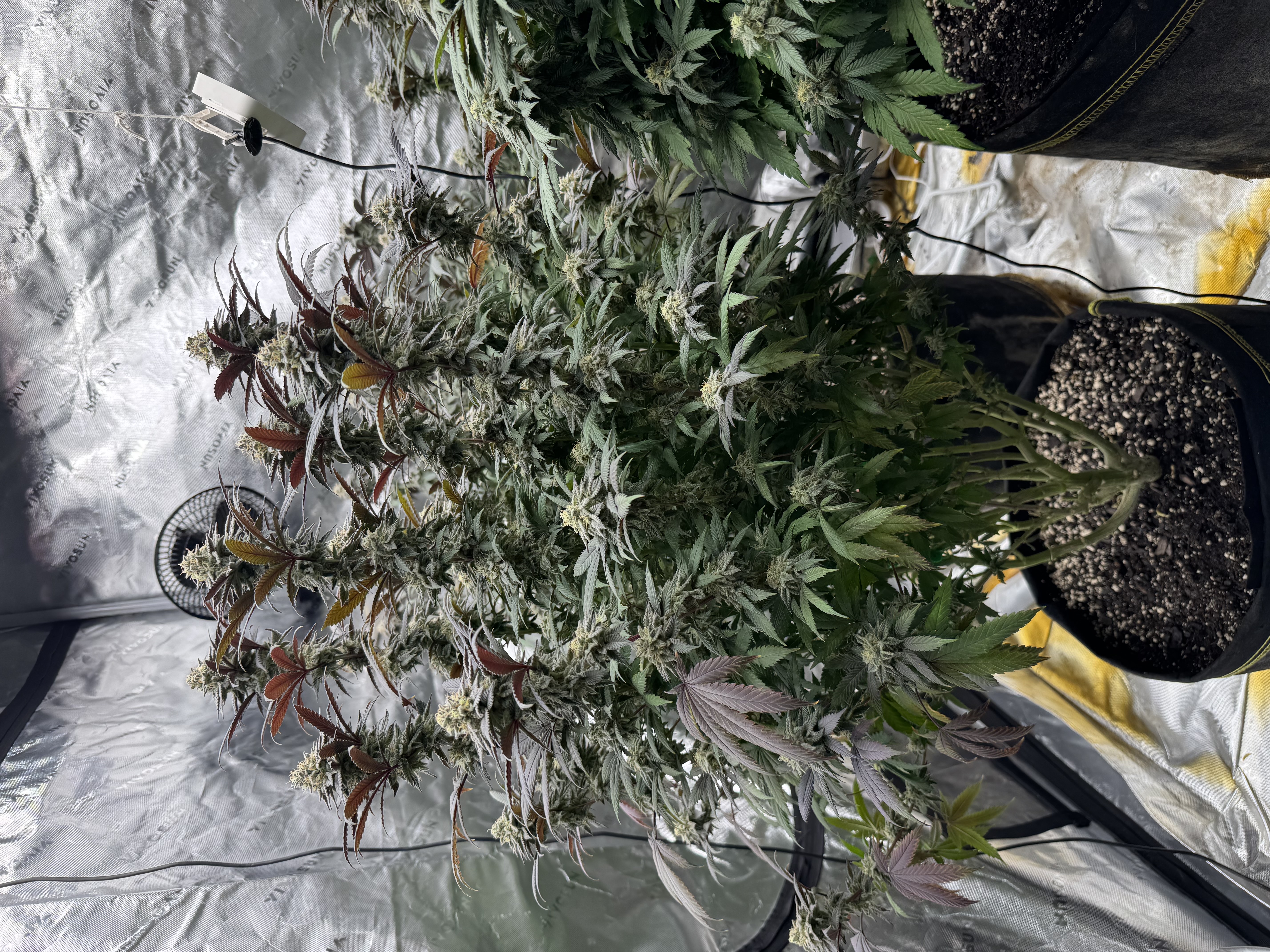 Master Kush RBX — flower, day 168