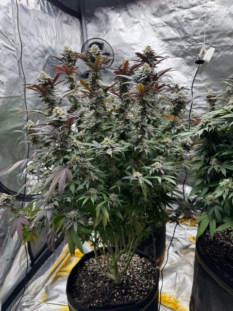 Master Kush RBX — flower, day 168