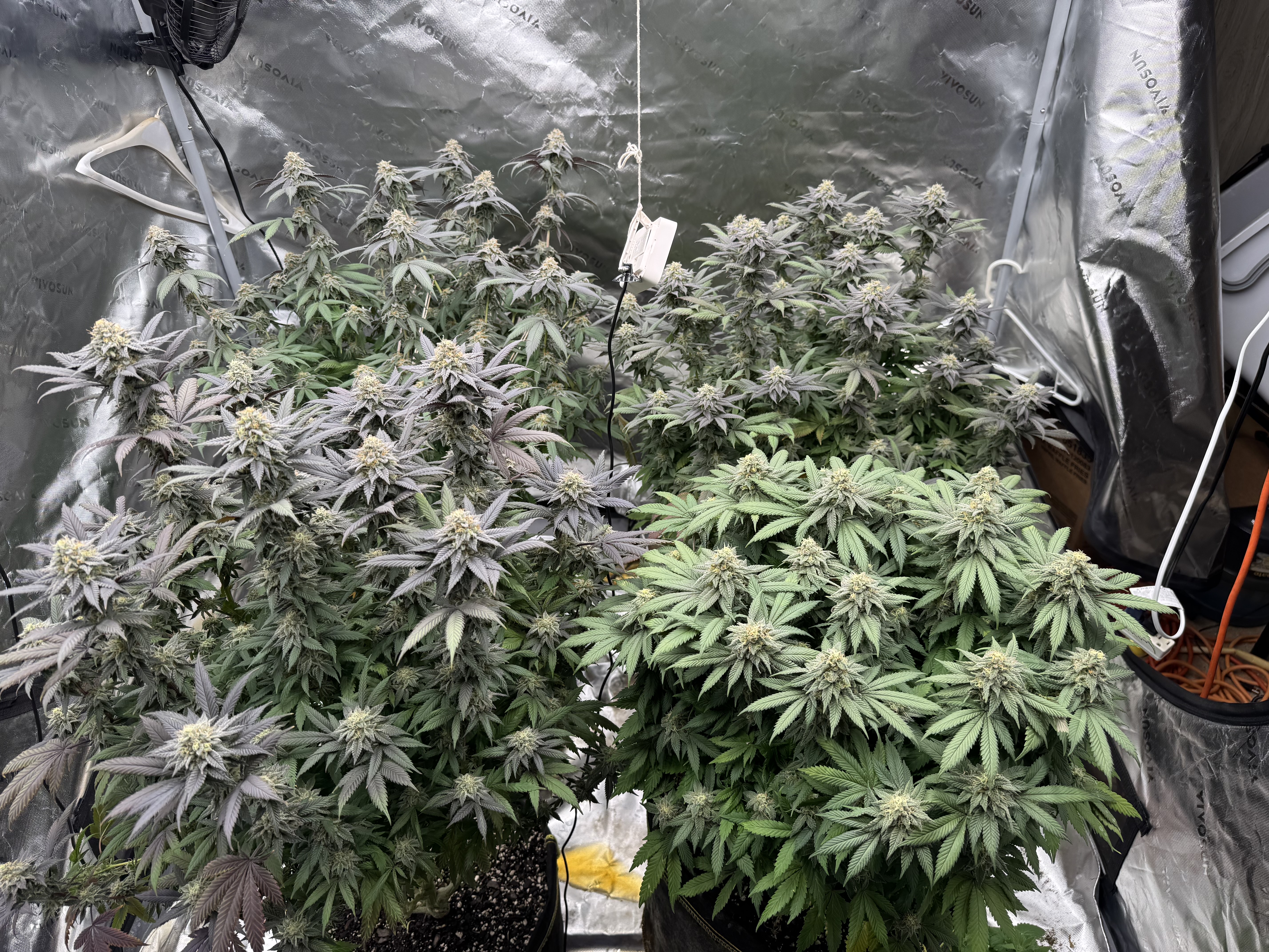 Master Kush RBX — flower, day 168