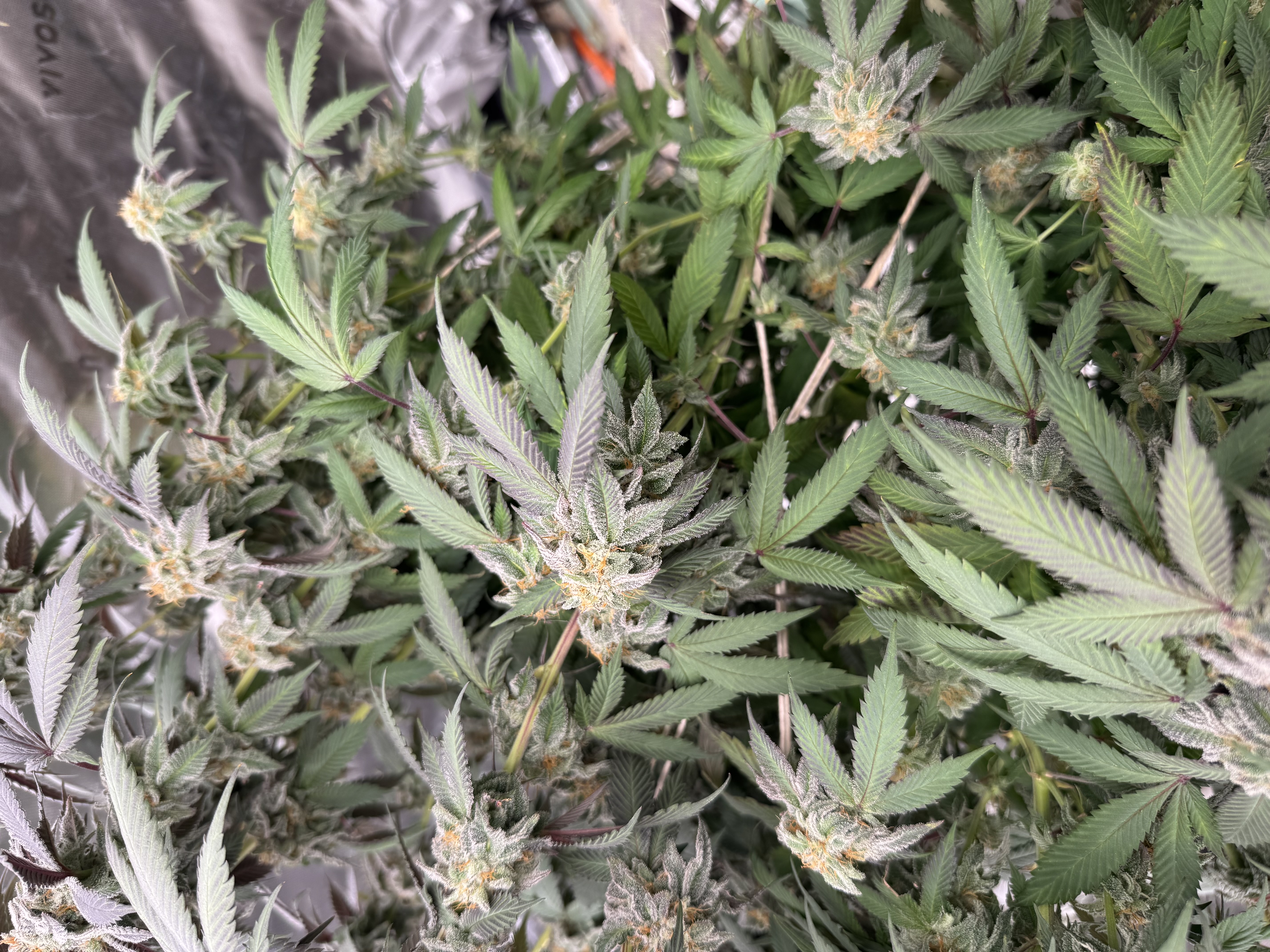 Master Kush RBX — flower, day 169