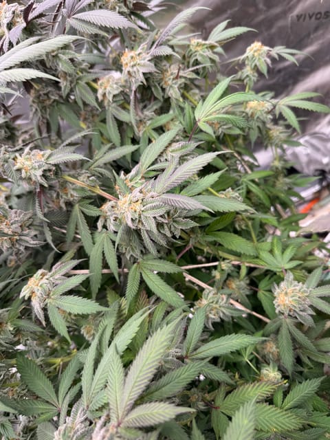 Master Kush RBX — flower, day 169