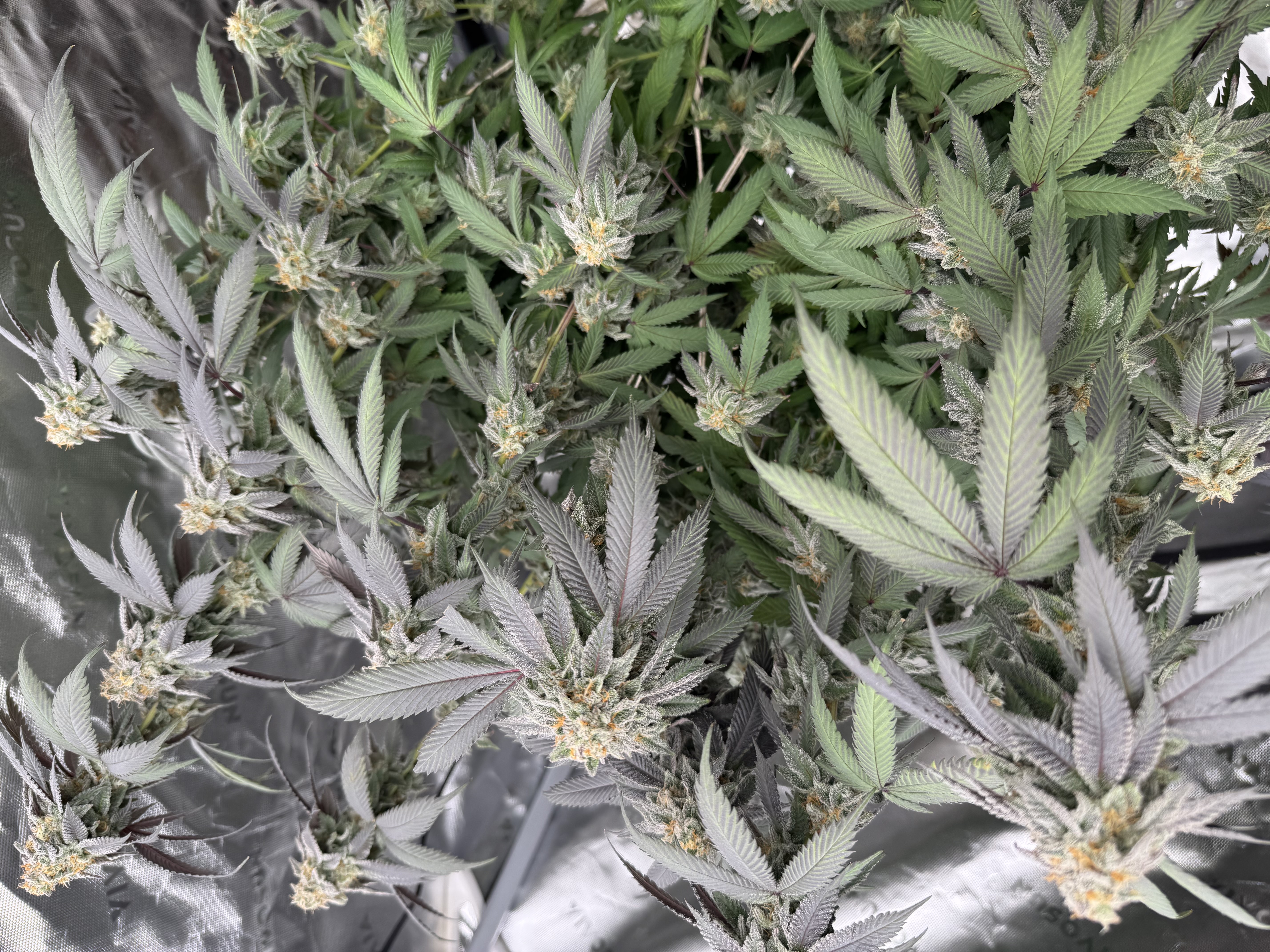 Master Kush RBX — flower, day 169