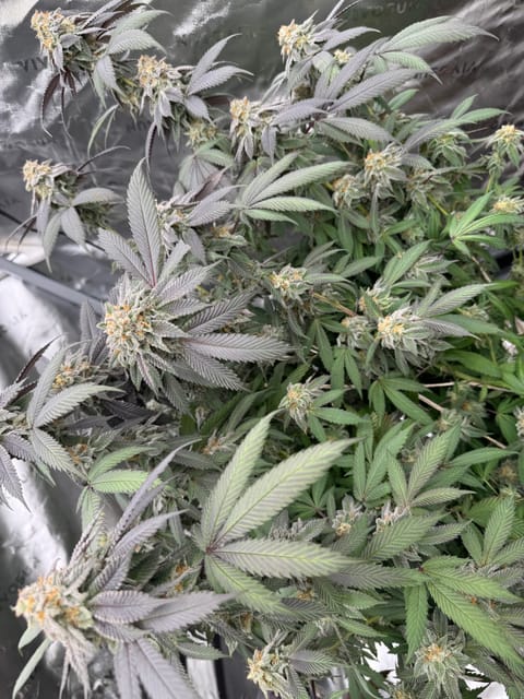 Master Kush RBX — flower, day 169