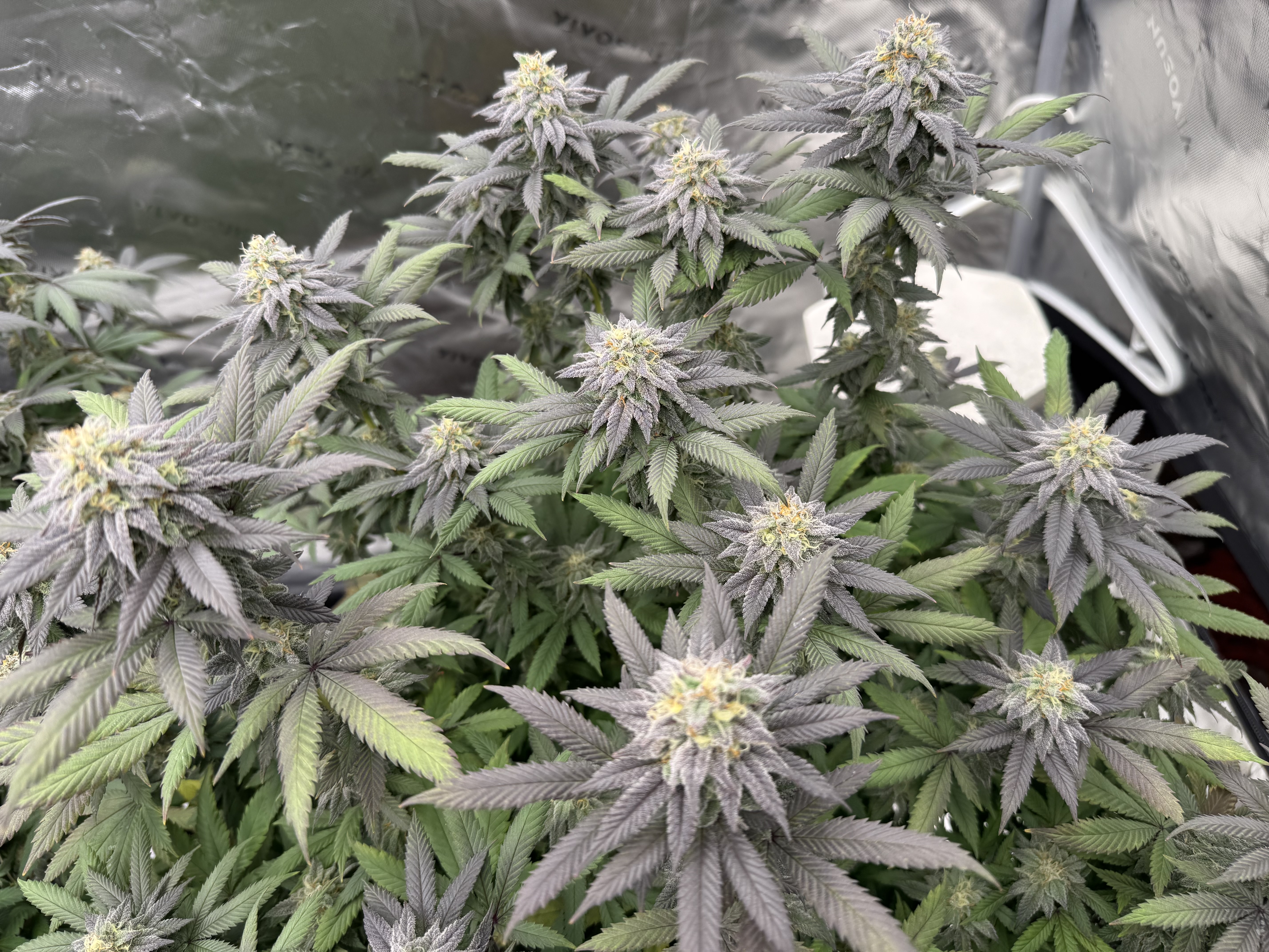 Master Kush RBX — flower, day 169
