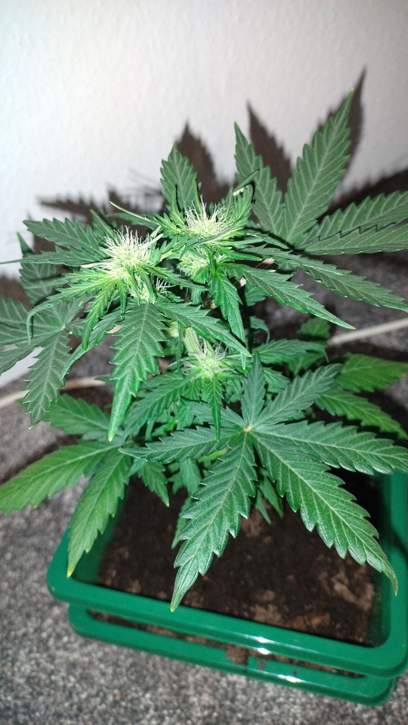 The $20 nano grow