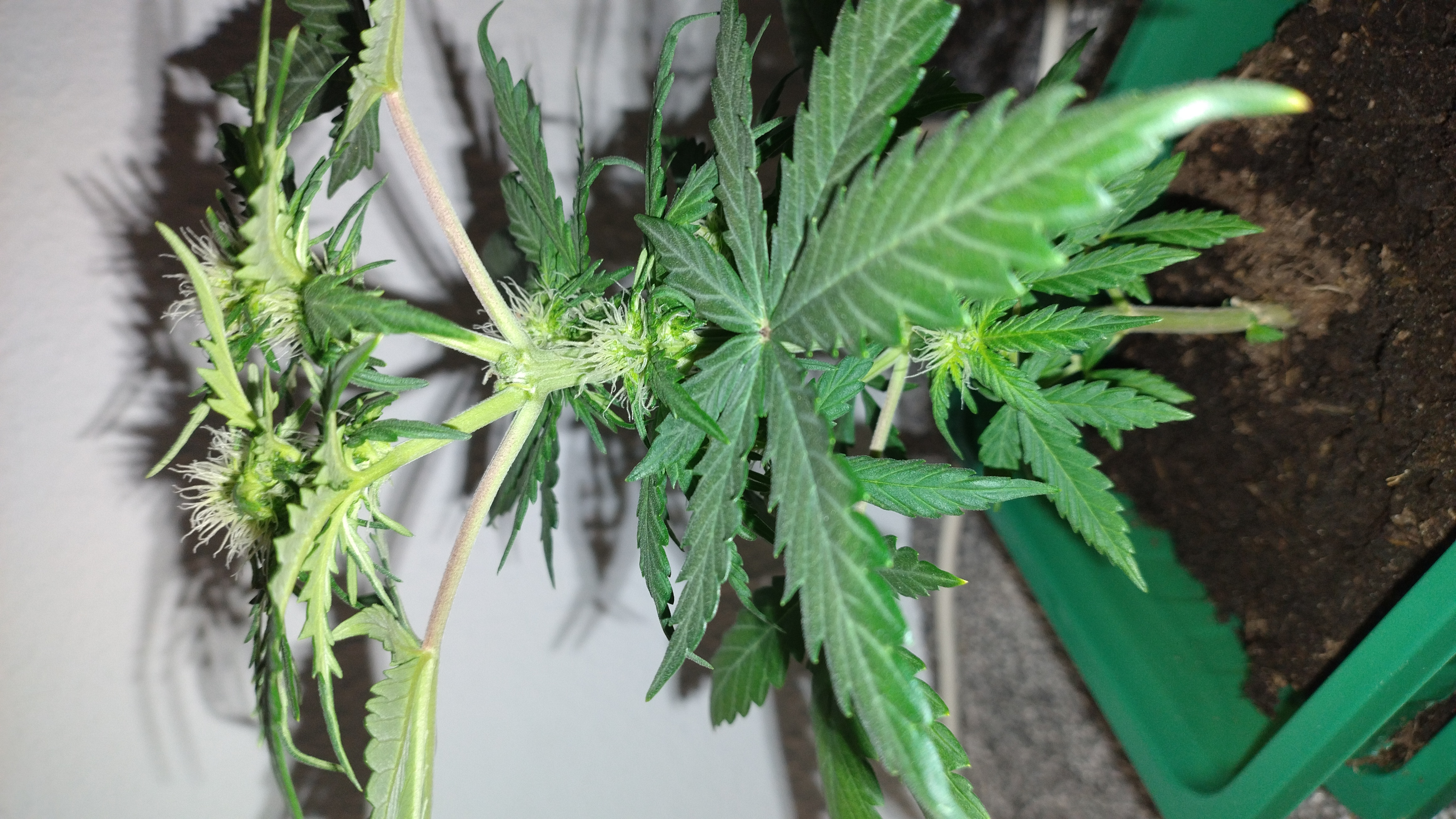 The $20 nano grow — flower, day 1