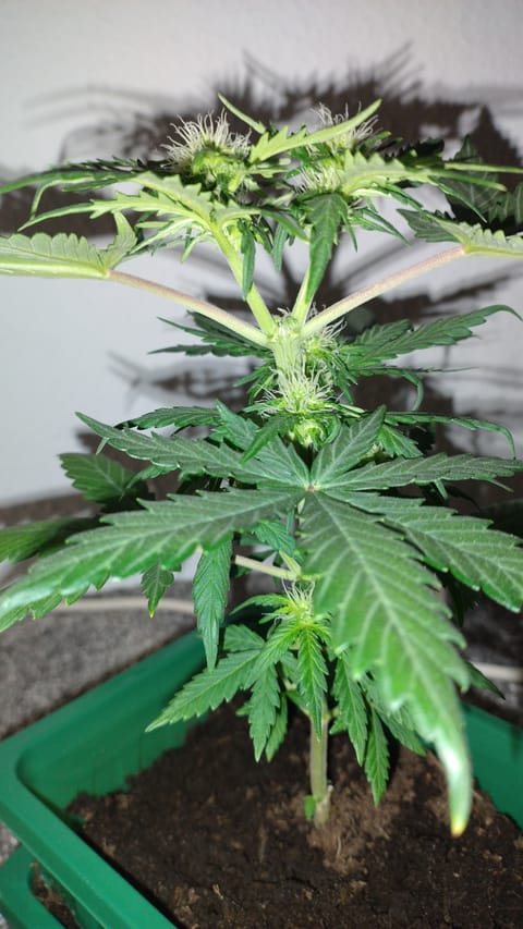 The $20 nano grow — flower, day 1