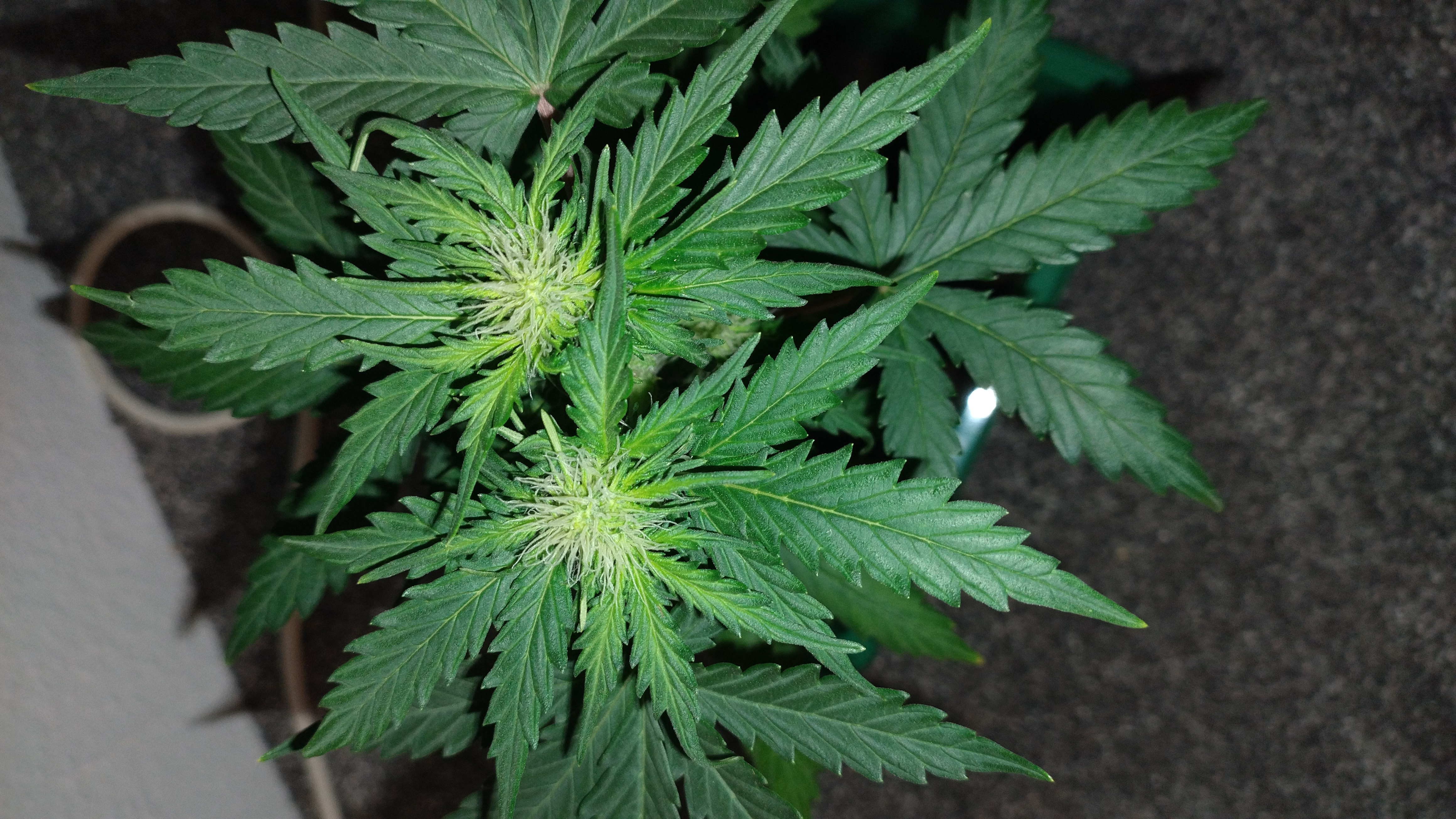 The $20 nano grow — flower, day 1