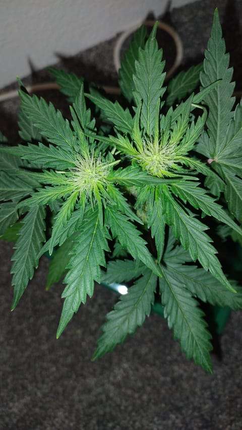 The $20 nano grow — flower, day 1