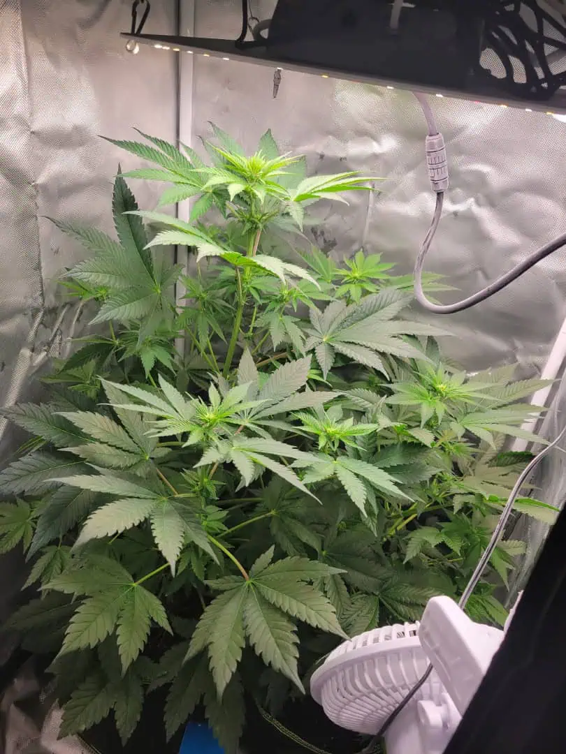 gusher — flower, day 84