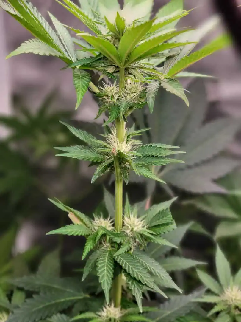 gusher — flower, day 92