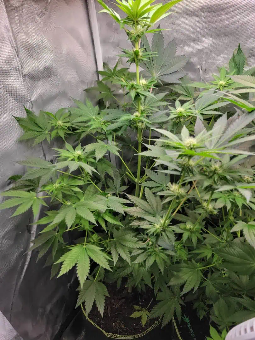 gusher — flower, day 92