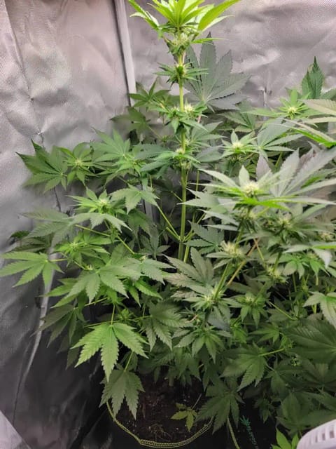 gusher — flower, day 92
