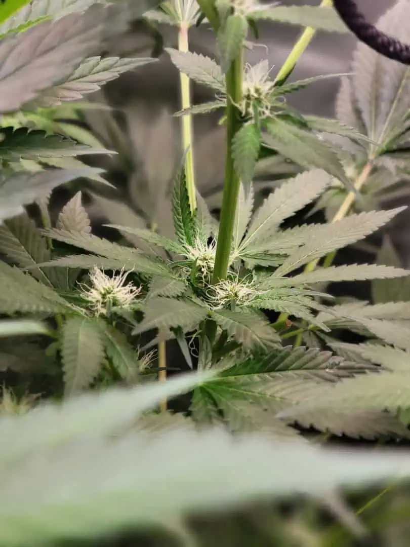 gusher — flower, day 92