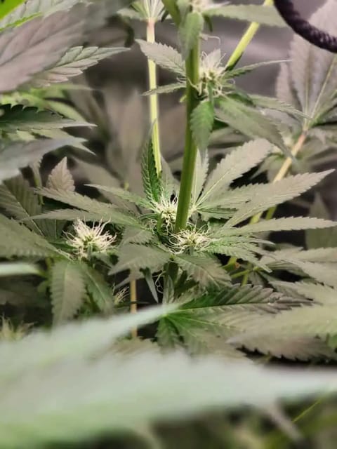gusher — flower, day 92