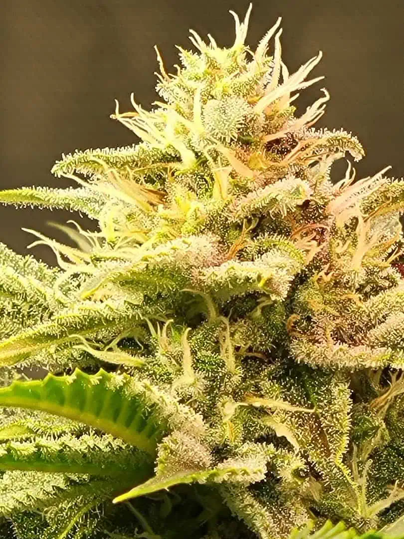 gusher — flower, day 107